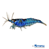 Neocaridina davidi var. 'Blue Dream' Rückenstrich-Garnele Blue Dream