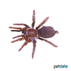Pelinobius muticus Kenia-Riesenvogelspinne