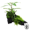 Hygrophila pinnatifida and moss Gefiederter Wasserfreund und Moos