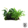 Microsorum - Anubias 'Duet' Javafarn & Speerblatt