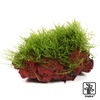 Taxiphyllum barbieri 'Bogor Moss' Bogormoos