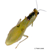 Chloroharpax modesta Ghana-Blütenmantis