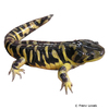 Ambystoma mavortium Barren-Tigersalamander