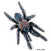 Orphnaecus sp. 'Negros' Philippinen-Vogelspinne Negros