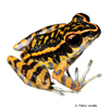 Pulchrana picturata Gefleckter Bachfrosch