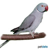 Psittacula krameri Halsbandsittich Grau Blaukopf