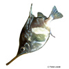 Notopogon lilliei Kronen-Blasebalgfisch
