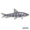 Leporinus y-ophorus Y-Streifen-Leporinus