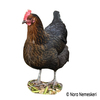 Gallus gallus domesticus Marans