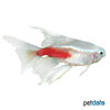 Paracheirodon innesi 'Gold Longfin' Neonsalmler Gold Longfin