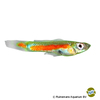 Poecilia reticulata 'Rio Morichal' Guppy-Orange Line