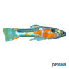Poecilia wingei 'Red Chest' Endler-Guppy Red Chest