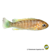 Cynotilapia afra 'Red Top Likoma' Sechsstreifen-Tilapia Red Top Likoma