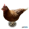 Gallus gallus domesticus ISA Braun
