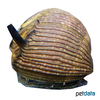Clithon subgranosum Subgranosum Rennschnecke