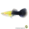 Poecilia reticulata var. Guppy Goldhead Black