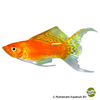 Poecilia latipinna var. Molly Gold Longfin
