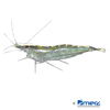 Caridina flavilineata Vietnam Golden Back Garnele