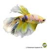Betta splendens 'Half Moon Galaxy' Kampffisch Half Moon Yellow Galaxy