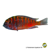 Tropheus sp. 'red' Chipimbi Tropheus Red Chipimbi