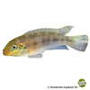 Pelvicachromis kribensis 'Muyuka' Streifenprachtbarsch Muyuka
