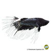Betta splendens 'Crowntail Black Whitetail' Kampffisch Crowntail Black Whitetail