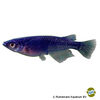 Oryzias latipes 'Black' Japankärpfling-Schwarz