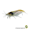 Caridina typus Australische Amanogarnele