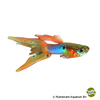 Poecilia reticulata var. Guppy Japan Blue Red Double Sword