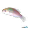 Cirrhilabrus cyanopleura Blauband-Lippfisch ♀