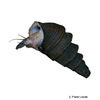 Pachymelania fusca Korkenzieher-Turmdeckelschnecke
