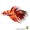 Betta splendens 'Crowntail Nemo' Kampffisch Crowntail Nemo