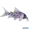Corydoras vittatus Tiger-Panzerwels