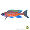 Paracyprichromis nigripinnis 'Blue Neon' Neon-Kärpflingscichlide Blue Neon