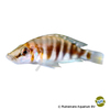 Altolamprologus compressiceps 'Kilima' Nanderbuntbarsch Kilima