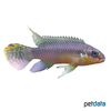 Pelvicachromis taeniatus Smaragdprachtbarsch