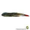 Gastromyzon sp. 'Imperial Red' Flossensauger Imperial Red