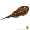 Gastromyzon ocellatus Gestreifter Flossensauger