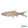 Rasbora dusonensis Gelbschwanz-Bärbling