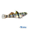 Mugilogobius tigrinus Tiger-Zwerggrundel