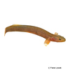 Luciogobius guttatus Flachkopfgrundel