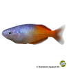 Melanotaenia boesemani 'Red' Boesemans Regenbogenfisch 'Rot'