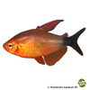 Hyphessobrycon peugeoti Peugeot-Tetra