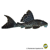Hypostomus plecostomoides Orinoco-Harnischwels