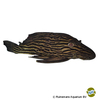 Panaque cf. armbrusteri 'Xingu' Streifenharnischwels Xingu