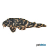 Peckoltia sp. 'L209' Rondonia-Zwergschilderwels L209