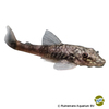 Parotocinclus bahiensis Bahia-Ohrgitterwels