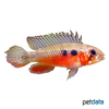 Apistogramma elizabethae 'Red' Elisabeths Zwergbuntbarsch Red