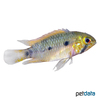 Apistogramma caetei Caete-Zwergbuntbarsch