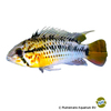 Apistogramma guttata Guttata-Zwergbuntbarsch